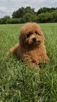 Red toy poodle male AKC , a male Poodle - Toy  for sale in Omaha, NE – 5 of 6