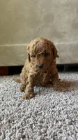 Male poodle green AKC , a male Poodle - Toy  for sale in Omaha, NE – Photo 2 of 4