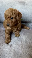 Male poodle green AKC , a male Poodle - Toy  for sale in Omaha, NE – Photo 4 of 4