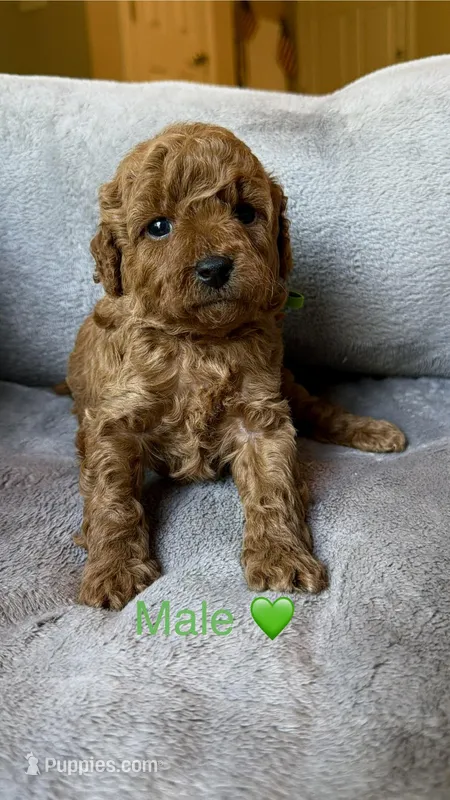 Male poodle green AKC  – Poodle - Toy  puppy for sale in Omaha, NE