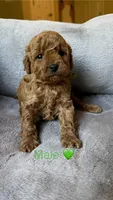 Male poodle green AKC , a male Poodle - Toy  for sale in Omaha, NE – Photo 1 of 4