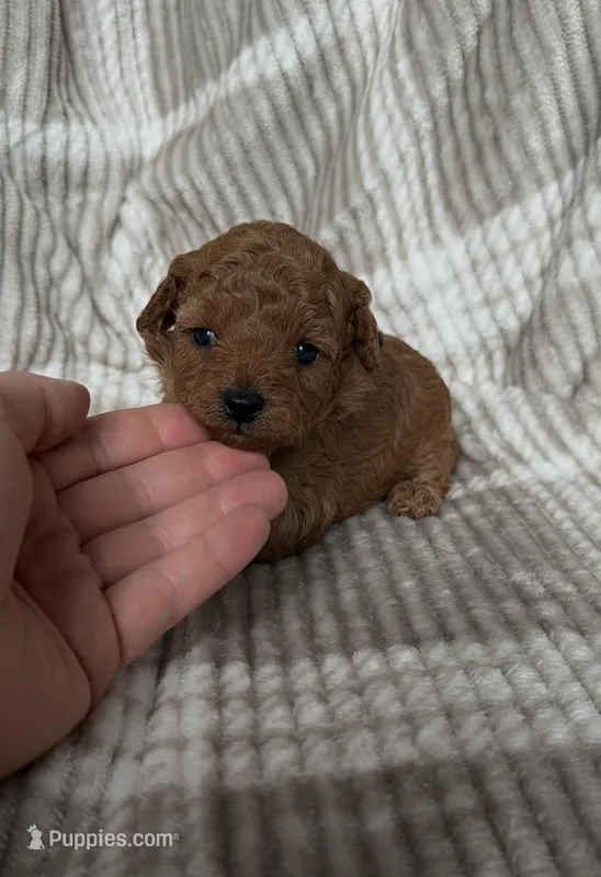 Toy poodle Male AKC  – Poodle - Toy  puppy for sale in Omaha, NE