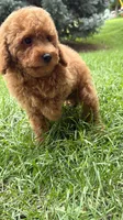 Mini poodle boys green, a male Poodle - Miniature  for sale in Omaha, NE – 2 of 6