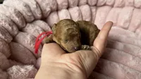 Goldie, a female Poodle - Toy  for sale in Omaha, NE – 2 of 2