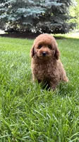 Mini poodle boys green, a male Poodle - Miniature  for sale in Omaha, NE – 5 of 6