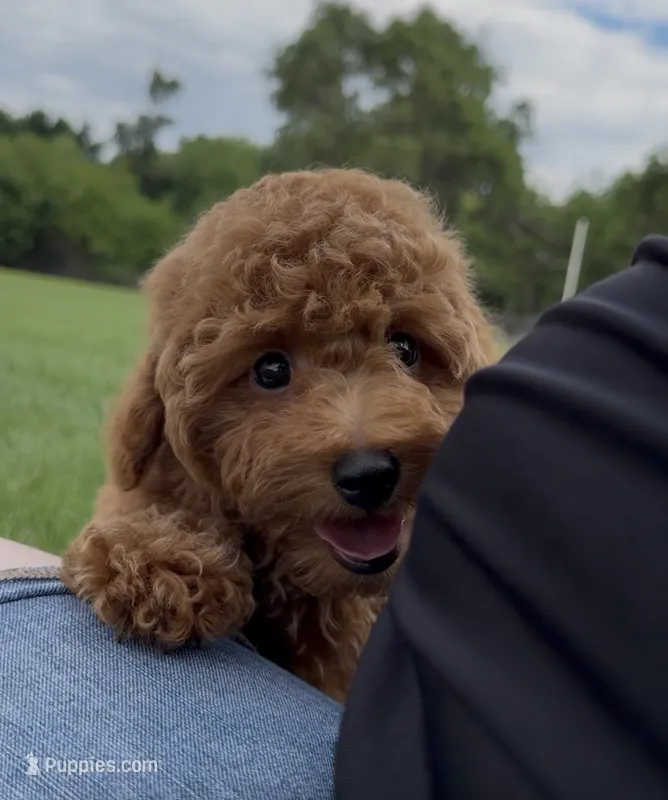 Red Toy male AKC  – Poodle - Toy  puppy for sale in Omaha, NE