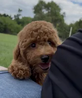 Red Toy male AKC , a male Poodle - Toy  for sale in Omaha, NE – 1 of 6