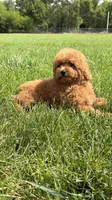 Red toy poodle male AKC , a male Poodle - Toy  for sale in Omaha, NE – 2 of 6