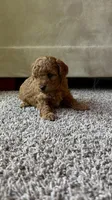 Male toy poodle ( black) AKC , a male Poodle - Toy  for sale in Omaha, NE – Photo 3 of 4