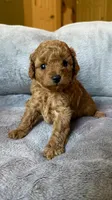 Male toy poodle ( black) AKC , a male Poodle - Toy  for sale in Omaha, NE – Photo 4 of 4