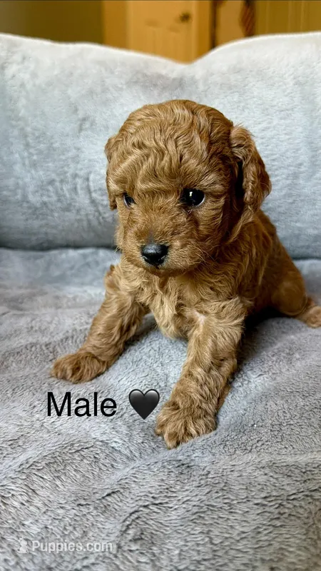 Male toy poodle ( black) AKC , a male Poodle - Toy  for sale in Omaha, NE – Photo 1 of 4