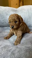 Male toy poodle ( black) AKC , a male Poodle - Toy  for sale in Omaha, NE – Photo 2 of 4