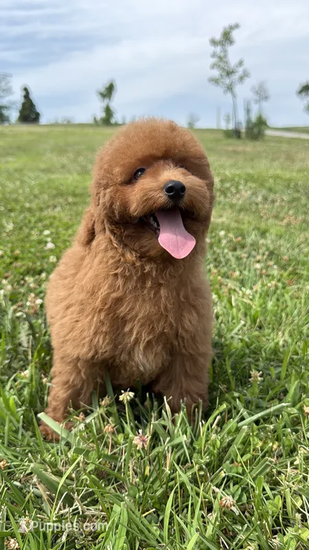 Teddy  – Poodle - Miniature  puppy for sale in Omaha, NE