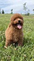 Teddy , a male Poodle - Miniature  for sale in Omaha, NE – 1 of 5