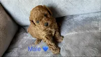 Male (blue) toy poodle AKC , a male Poodle - Toy  for sale in Omaha, NE – Photo 2 of 4