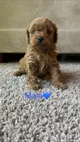 Male (blue) toy poodle AKC , a male Poodle - Toy  for sale in Omaha, NE – Photo 1 of 4