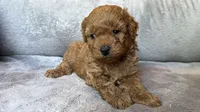 Male (blue) toy poodle AKC , a male Poodle - Toy  for sale in Omaha, NE – Photo 3 of 4