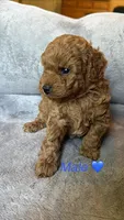 Male (blue) toy poodle AKC , a male Poodle - Toy  for sale in Omaha, NE – Photo 4 of 4