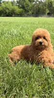 Red toy poodle male AKC , a male Poodle - Toy  for sale in Omaha, NE – 4 of 6