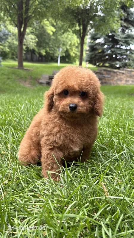 Blue boy mini poodle blue  – Poodle - Miniature  puppy for sale in Omaha, NE