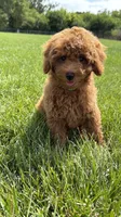 Red Toy male AKC , a male Poodle - Toy  for sale in Omaha, NE – 4 of 6