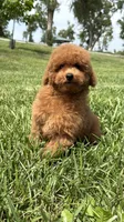 Teddy , a male Poodle - Miniature  for sale in Omaha, NE – 4 of 5
