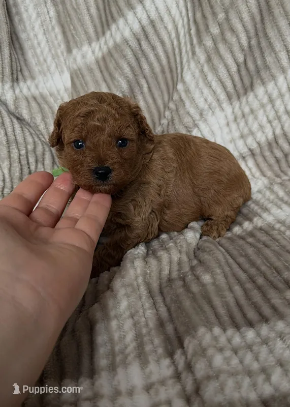 Boy poodle 💚 – Poodle - Toy  puppy for sale in Omaha, NE