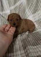 Boy poodle 💚, a male Poodle - Toy  for sale in Omaha, NE – Photo 1 of 5