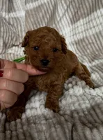 Boy poodle 💚, a male Poodle - Toy  for sale in Omaha, NE – Photo 2 of 5