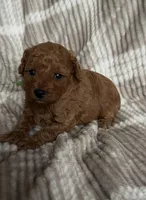 Boy poodle 💚, a male Poodle - Toy  for sale in Omaha, NE – Photo 3 of 5