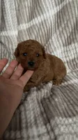 Boy poodle 💚, a male Poodle - Toy  for sale in Omaha, NE – Photo 5 of 5