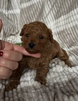 Boy poodle 💚, a male Poodle - Toy  for sale in Omaha, NE – Photo 4 of 5