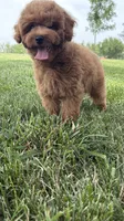So cute poodle AKC , a male Poodle - Miniature  for sale in Omaha, NE – 4 of 6
