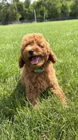 Red Toy male AKC , a male Poodle - Toy  for sale in Omaha, NE – 5 of 6