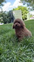 Male poodle AKC BLUE , a male Poodle - Miniature  for sale in Omaha, NE – 6 of 6