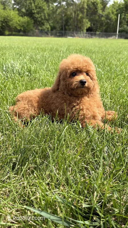Red toy poodle male AKC  – Poodle - Toy  puppy for sale in Omaha, NE