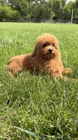 Red toy poodle male AKC , a male Poodle - Toy  for sale in Omaha, NE – 1 of 6