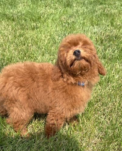 Red toy poodle male AKC , a male Poodle - Toy  for sale in Omaha, NE – 6 of 6