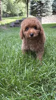 Mini poodle boys green, a male Poodle - Miniature  for sale in Omaha, NE – 6 of 6