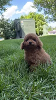 Male poodle AKC BLUE , a male Poodle - Miniature  for sale in Omaha, NE – 4 of 6