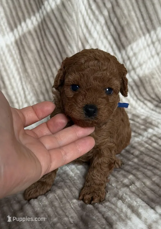Toy poodle Male AKC  – Poodle - Toy  puppy for sale in Omaha, NE