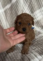 Toy poodle Male AKC , a male Poodle - Toy  for sale in Omaha, NE – Photo 1 of 3