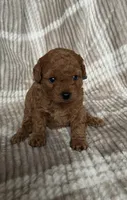 Toy poodle Male AKC , a male Poodle - Toy  for sale in Omaha, NE – Photo 3 of 3