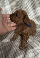 Toy poodle Male AKC , a male Poodle - Toy  for sale in Omaha, NE – Photo 2 of 3