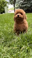 Blue boy mini poodle blue , a male Poodle - Miniature  for sale in Omaha, NE – 2 of 7