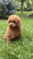 Blue boy mini poodle blue , a male Poodle - Miniature  for sale in Omaha, NE – 5 of 7