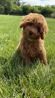 Red Toy male AKC , a male Poodle - Toy  for sale in Omaha, NE – 3 of 6