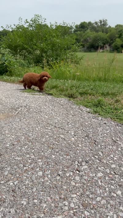 Teddy , a male Poodle - Miniature  for sale in Omaha, NE – 5 of 5