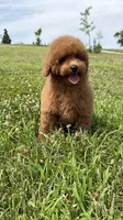 Teddy , a male Poodle - Miniature  for sale in Omaha, NE – 3 of 5