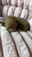 Amber, a female Poodle - Toy  for sale in Omaha, NE – 2 of 4